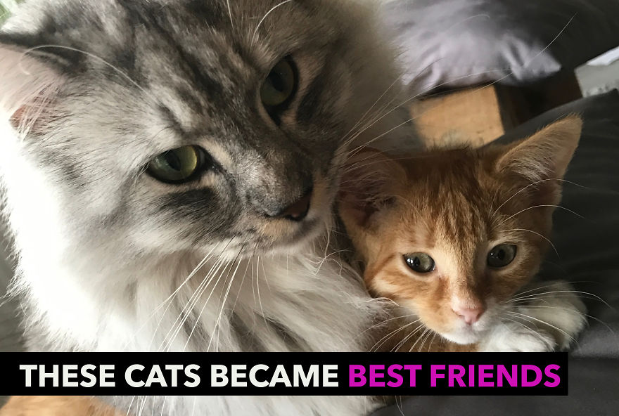 This Maine Coon Cat Found His Soulmate