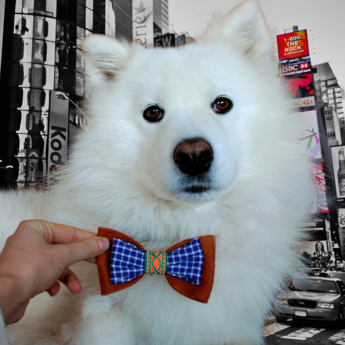 I Make Bow Ties For Dogs And Their Owners