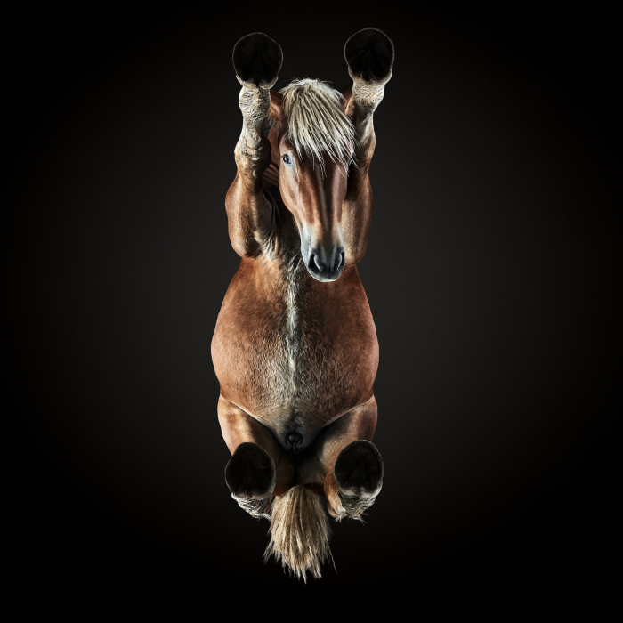 Under-Horse: I Photograph Horses From Underneath