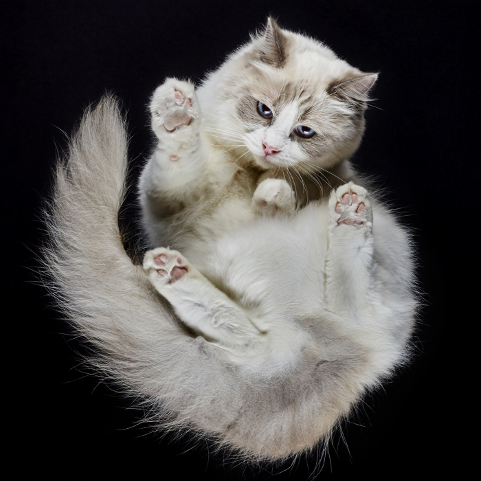 Under-Cats: I Photograph Cats From Underneath (Part 2)