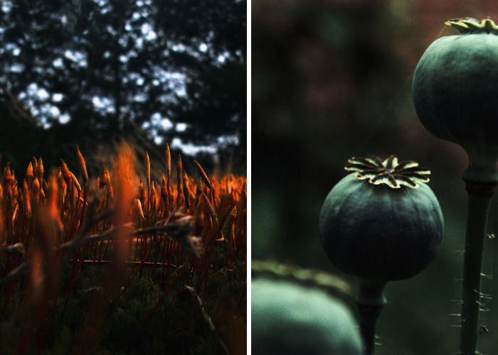 I Captured The Beauty Of Nature To Fight My Depressions