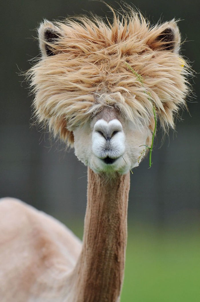 The Hairstyle Of This Alpaca