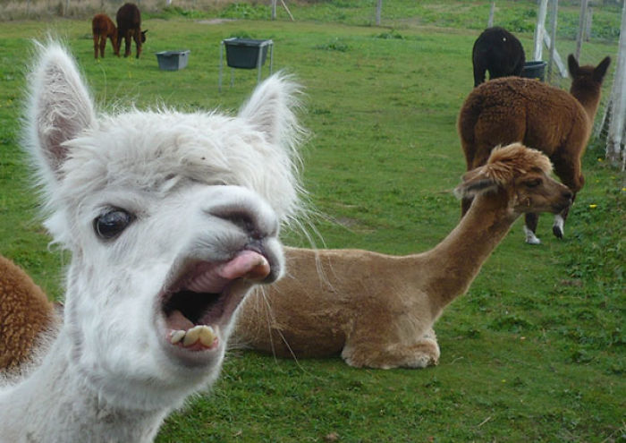 That One Alpaca Who Always Jumps In To Ruin Your Picture