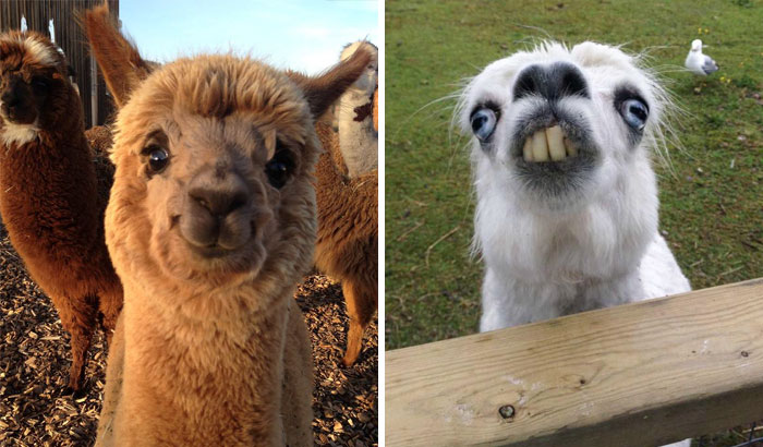 37 Alpacas That Will Make Your Day