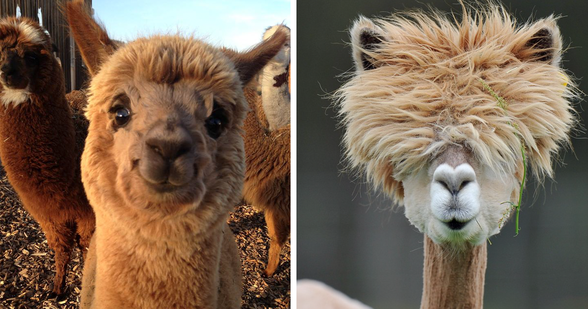 37 Alpacas That Will Make Your Day | Bored Panda