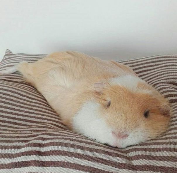 Guinea Pig Just Melted (my Heart)