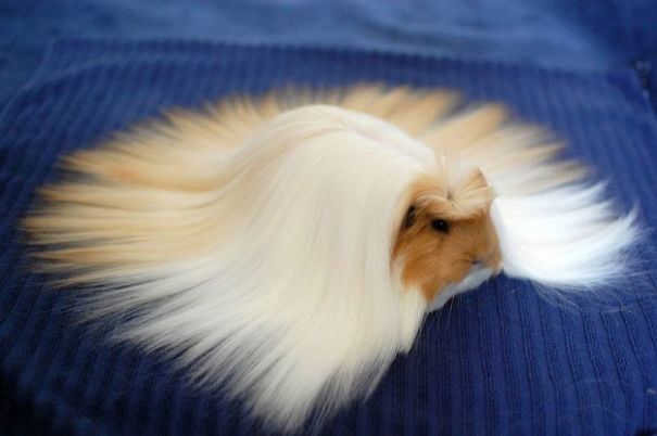 This Guinea Pig Is Melting, Help