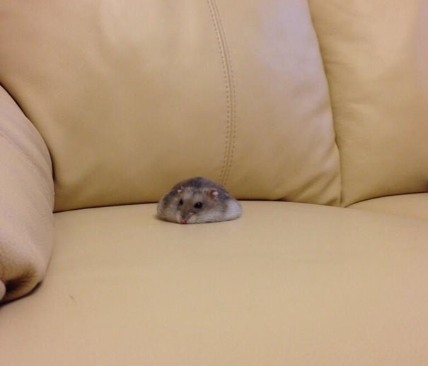 Someone Spilled Their Hamster On The Couch