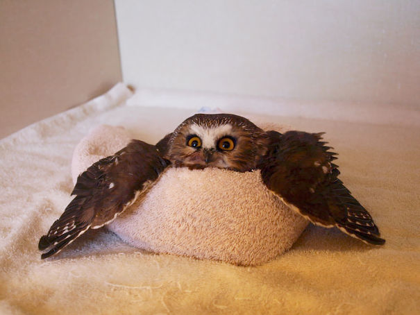 Owl In A Towl Is Melting
