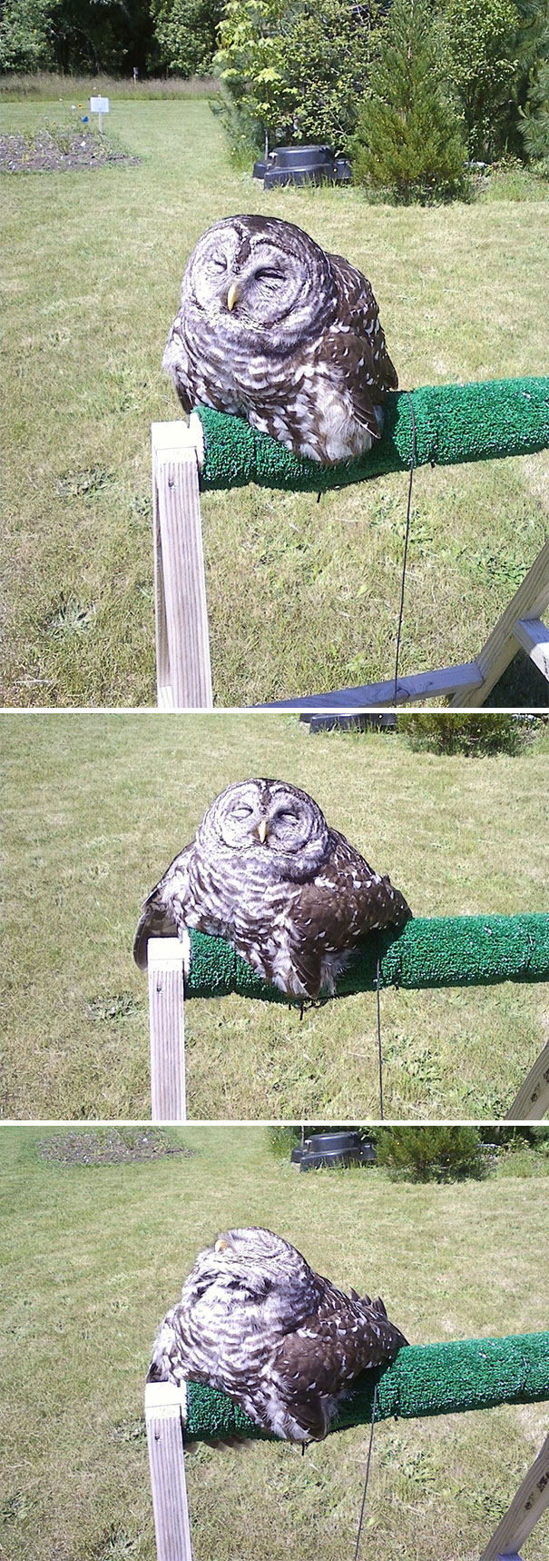 Apparently Owls Melt In Direct Sunligh