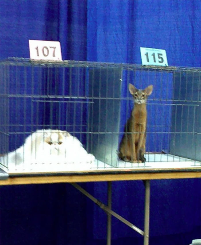 Different Breeds Of Cats Have Different Melting Points