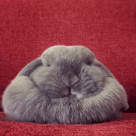 Melted Bunny