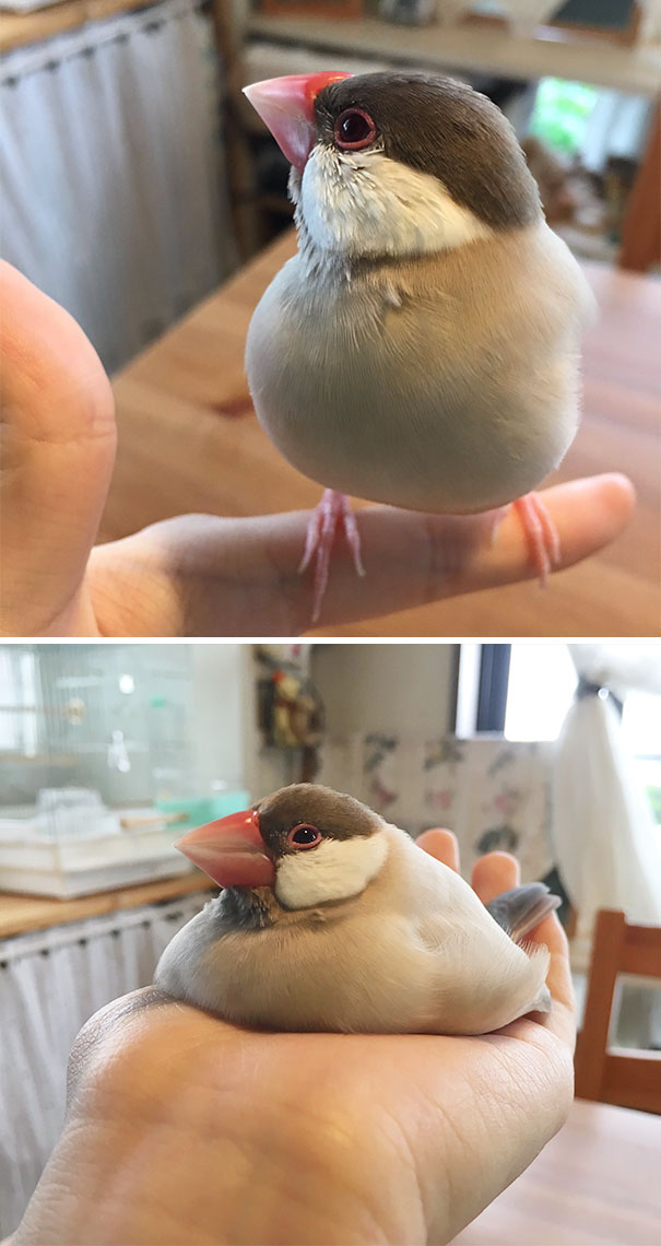 This Bird Just Melted In My Palm