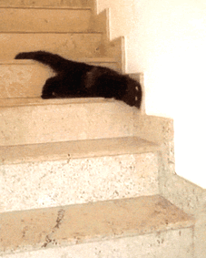 Melted Cat Moving Down The Stairs