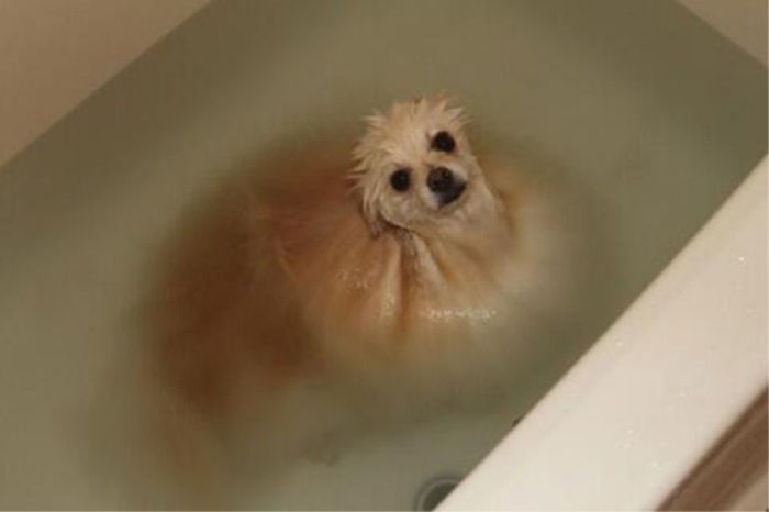 Melting Dog In A Bath