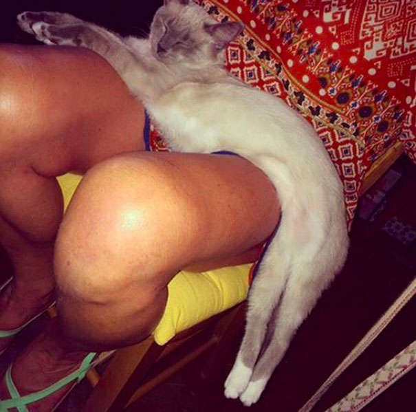 Legs So Hot The Cat Is Melting