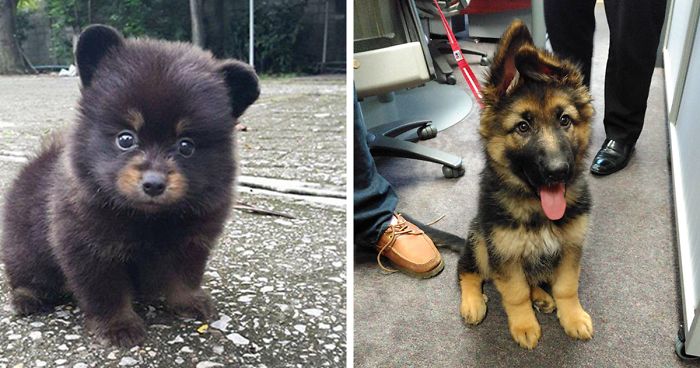50 Puppies That Are Too Adorable To Be Real
