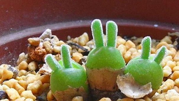 Japanese Are Going Crazy About These Bunny Succulents