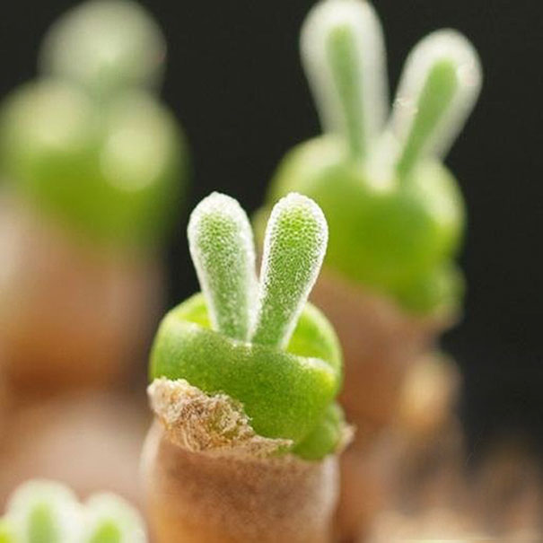 Japanese Are Going Crazy About These Bunny Succulents
