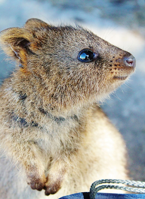 Quokkas Are The Happiest Animals In The World | Bored Panda