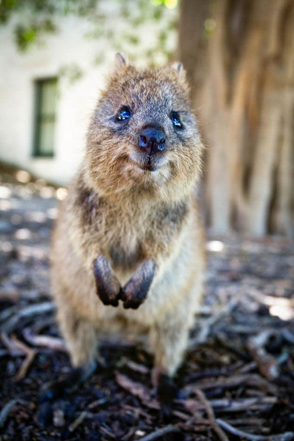 Smile For The Camera Quokka