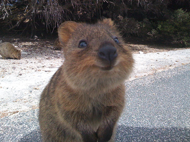 Quokkas Are The Happiest Animals In The World | Bored Panda