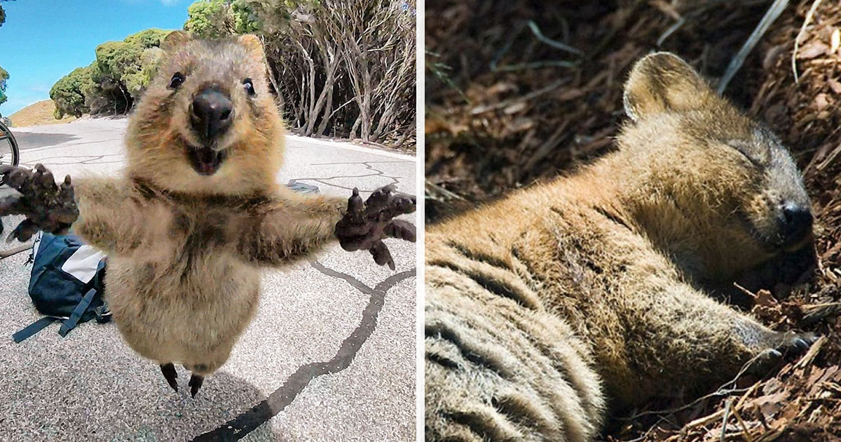 Quokkas Are The Happiest Animals In The World