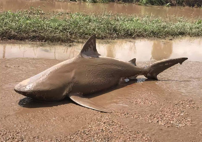 Cyclone Washes A Shark Onto The Streets Of Australia, And It’s Straight Out Of Sharknado