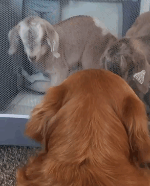 This Dog Thinks She Is The Mother Of These Baby Goats, Can't Stop Cuddling Them