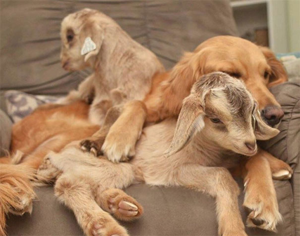 This Dog Thinks She Is The Mother Of These Baby Goats, Can't Stop Cuddling Them