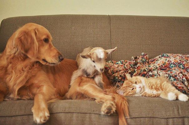 This Dog Thinks She Is The Mother Of These Baby Goats, Can't Stop Cuddling  Them | Bored Panda