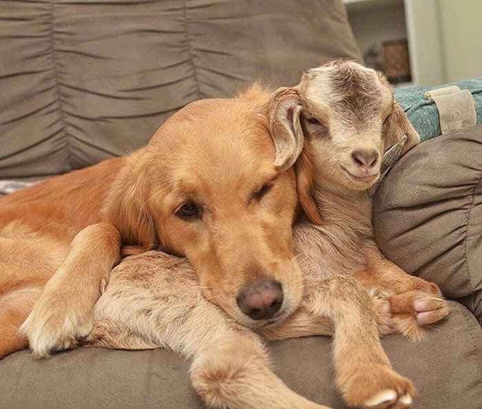 This Dog Thinks She Is The Mother Of These Baby Goats, Can’t Stop Cuddling Them