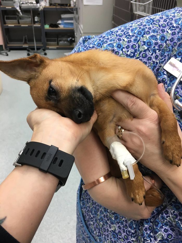 A Police Officer Found A Puppy Overdosed On Heroin And Left Alone In A Car