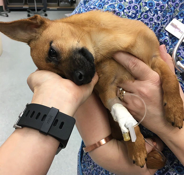 A Police Officer Found A Puppy Overdosed On Heroin And Left Alone In A Car