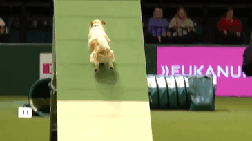 This Jack Russell’s Hilariously Bad Run Is Going Viral, And You’ll Have To Watch It