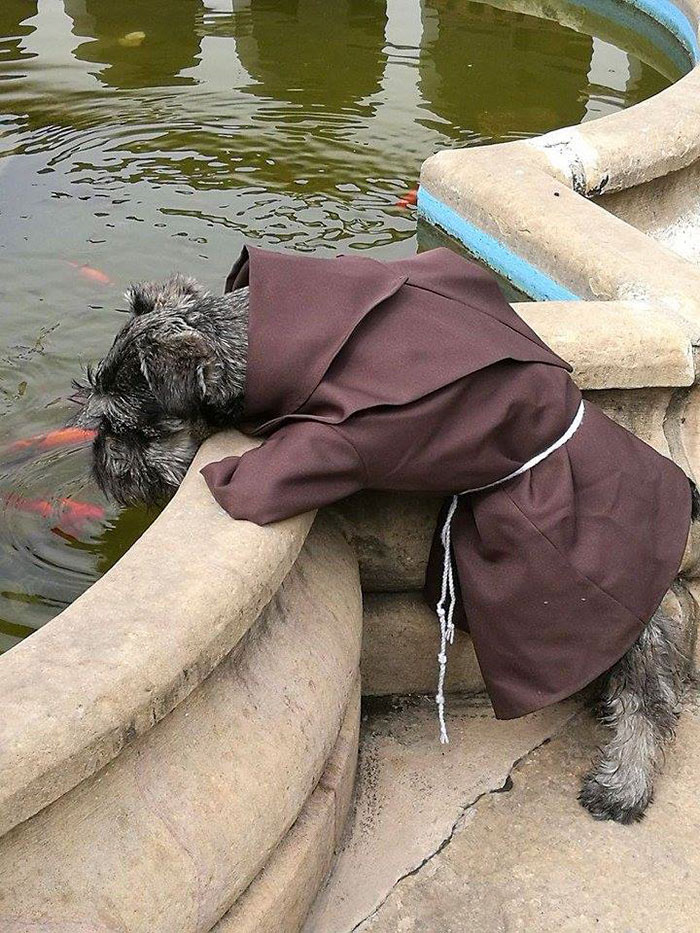 This Monastery Adopted A Stray Dog, Now He Enjoys His Life As A Monk