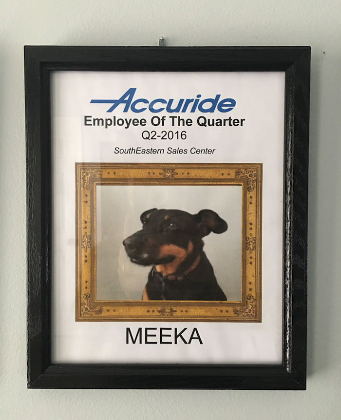 dog-wins-best-employee-awards-meeka-2