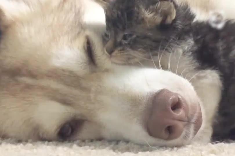 Kitten Has A Husky Mama