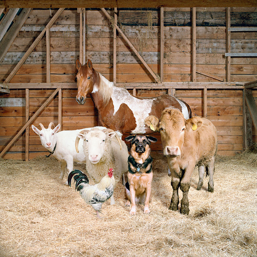 This Photographer Photographs Farm Animal Like No One Else