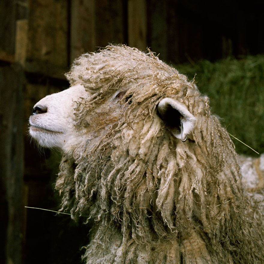 This Photographer Photographs Farm Animal Like No One Else