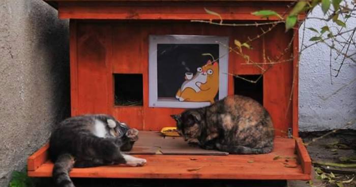 We Built Tiny Houses For Homeless Cats In Riga To Help Them Survive Winter Bored Panda