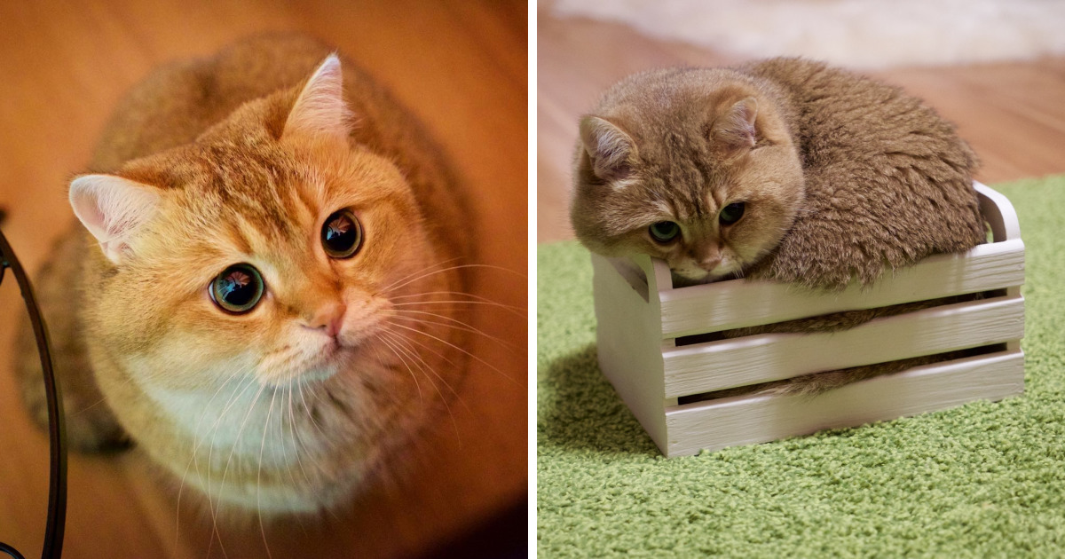 Meet Hosico, Real-Life Puss In Boots