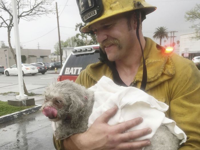 Firefighter Won't Let This Dog Die After Pulling Him From A Burning Home, Performs Mouth-To-Mouth