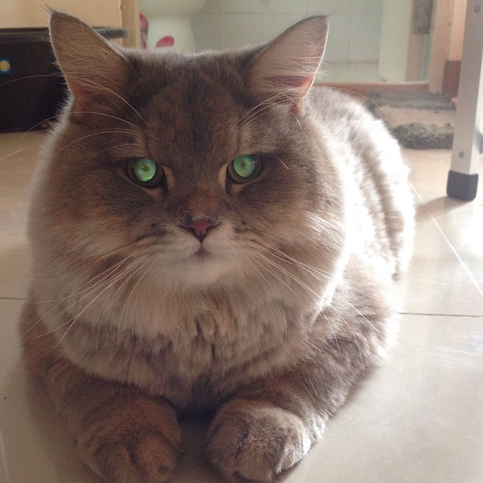 Este es Bone Bone, un enorme gato esponjoso de Tailandia con quien todo el mundo se quiere fotografiar