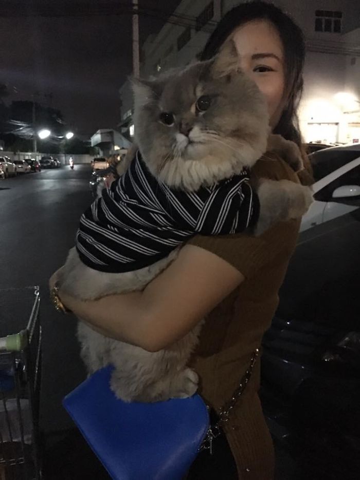 Meet Bone Bone, The Enormous Fluffy Cat From Thailand That Everyone Asks To Take A Picture With