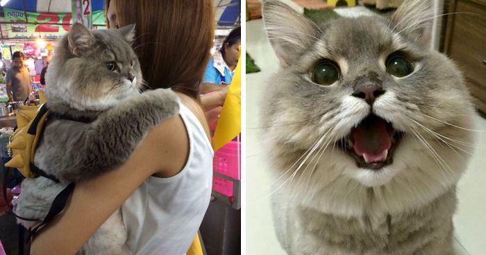 Meet Bone Bone, The Enormous Fluffy Cat From Thailand That ... - 700 x 368 jpeg 47kB