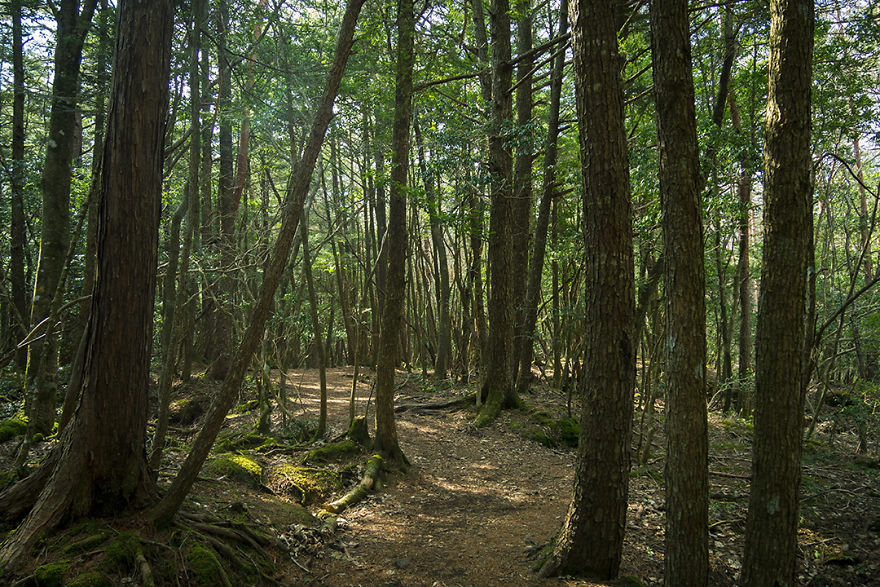 I Went Hiking By Myself To Aokigahara, Japan's Suicide Forest