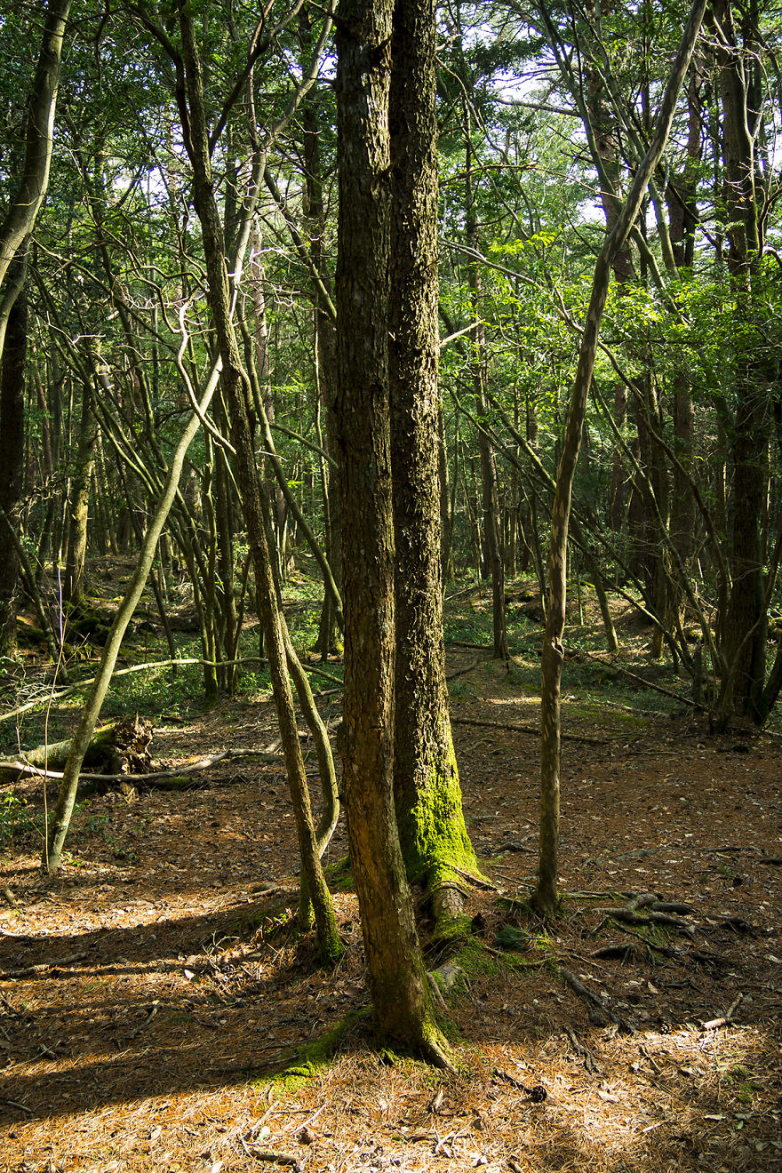 I Went Hiking By Myself To Aokigahara, Japan's Suicide Forest