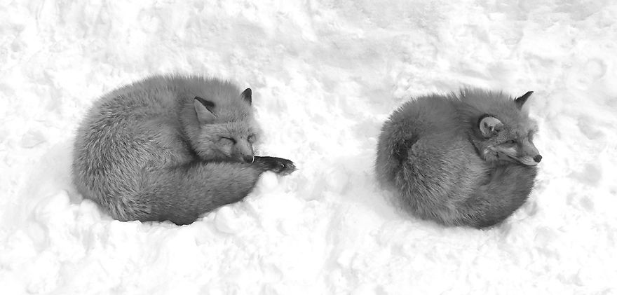I Made Photographic Work Of Foxes In Snow