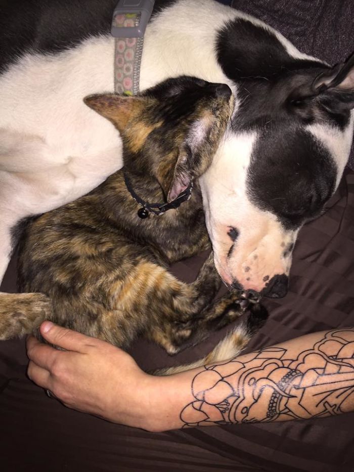 Yet Another Vicious Pibble In A Near Fatal Attack. Think Of The Kittens For The Love Of God.